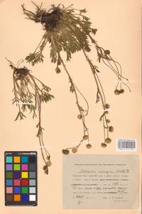 Artemisia norvegica, Siberia, Western Siberia (S1) (Russia)