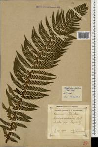 Polystichum aculeatum (L.) Roth, Caucasus, Georgia (K4) (Georgia)