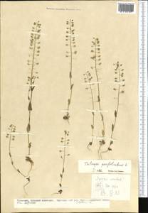Noccaea perfoliata (L.) Al-Shehbaz, Middle Asia, Kopet Dag, Badkhyz, Small & Great Balkhan (M1) (Turkmenistan)