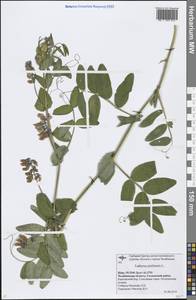 Lathyrus pisiformis L., Eastern Europe, Eastern region (E10) (Russia)