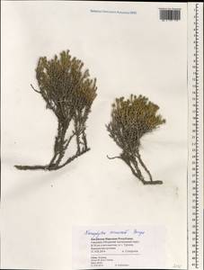 Nanophyton erinaceum (Pall.) Bunge, South Asia, South Asia (Asia outside ex-Soviet states and Mongolia) (ASIA) (China)
