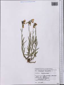 Campanula rotundifolia L., America (AMER) (United States)