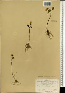 Viola uniflora L., Mongolia (MONG) (Mongolia)