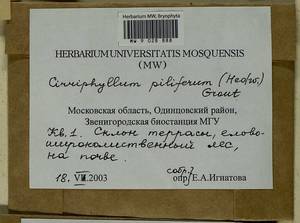 Cirriphyllum piliferum (Hedw.) Grout, Bryophytes, Bryophytes - Moscow City & Moscow Oblast (B6a) (Russia)