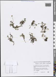 Cherleria arctica (Steven ex Ser.) A. J. Moore & Dillenb., Siberia, Western Siberia (S1) (Russia)