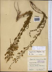 Hypericum elongatum subsp. apiculatum N.K.B. Robson, Middle Asia, Western Tian Shan & Karatau (M3) (Uzbekistan)