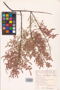 Tamarix hohenackeri Bunge, Eastern Europe, Lower Volga region (E9) (Russia)