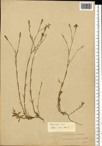 Dianthus deltoides L., Eastern Europe, Estonia (E2c) (Estonia)