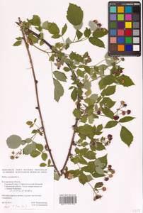 Rubus occidentalis L., Eastern Europe, Central forest-and-steppe region (E6) (Russia)