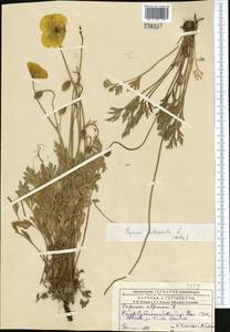 Oreomecon nudicaulis subsp. nudicaulis, Middle Asia, Dzungarian Alatau & Tarbagatai (M5) (Kazakhstan)