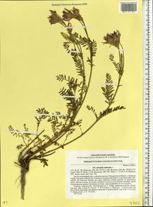 Astragalus onobrychis L., Eastern Europe, West Ukrainian region (E13) (Ukraine)