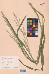 Glyceria notata Chevall., Eastern Europe, Central region (E4) (Russia)