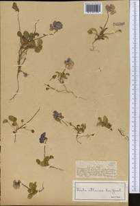 Viola altaica Ker Gawl., Middle Asia, Dzungarian Alatau & Tarbagatai (M5) (Kazakhstan)