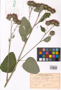 Arctium tomentosum Mill., Eastern Europe, Moscow region (E4a) (Russia)