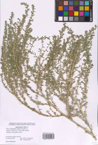 Amaranthus albus L., Eastern Europe, Lower Volga region (E9) (Russia)