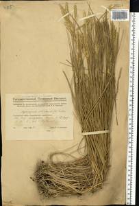 Agropyron fragile (Roth) P.Candargy, Eastern Europe, Eastern region (E10) (Russia)