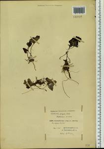 Petasites frigidus (L.) Fr., Siberia, Central Siberia (S3) (Russia)