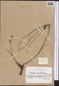 Onobrychis arenaria subsp. sibirica (Besser)P.W.Ball, Middle Asia, Caspian Ustyurt & Northern Aralia (M8) (Kazakhstan)