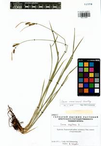 Carex erawinensis Korotky, Siberia, Baikal & Transbaikal region (S4) (Russia)