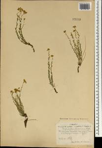 Haplophyllum dauricum (L.) G. Don, Mongolia (MONG) (Mongolia)