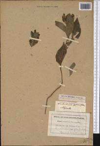 Lindenbergia grandiflora (Buch.-Ham. ex D. Don) Benth., South Asia, South Asia (Asia outside ex-Soviet states and Mongolia) (ASIA) (Italy)