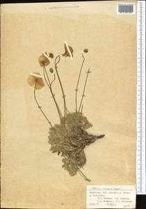 Papaver croceum Ledeb., Middle Asia, Western Tian Shan & Karatau (M3) (Kyrgyzstan)