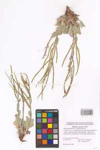 Matthiola superba Conti, Eastern Europe, Eastern region (E10) (Russia)