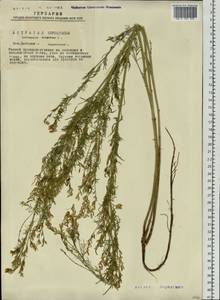 Astragalus sulcatus L., Siberia, Western Siberia (S1) (Russia)