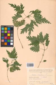 Urtica cannabina L., Eastern Europe, Moscow region (E4a) (Russia)