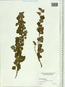 Rosaceae, Siberia, Baikal & Transbaikal region (S4) (Russia)