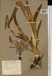 Iris aphylla L., Eastern Europe, North Ukrainian region (E11) (Ukraine)