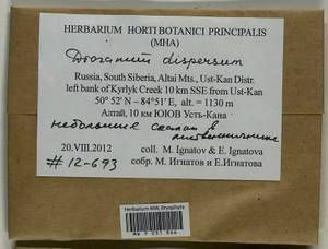 Dicranum dispersum Engelmark, Bryophytes, Bryophytes - Western Siberia (including Altai) (B15) (Russia)