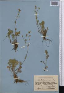Potentilla soongarica Bunge, Middle Asia, Dzungarian Alatau & Tarbagatai (M5) (Kazakhstan)