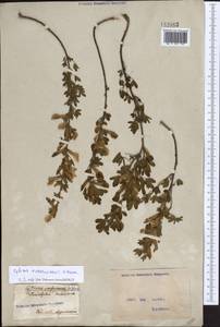 Chamaecytisus ruthenicus (Fisch. ex Woł.) Klásk., Eastern Europe, North Ukrainian region (E11) (Ukraine)