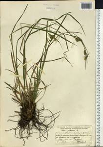 Carex pallescens L., Siberia, Altai & Sayany Mountains (S2) (Russia)