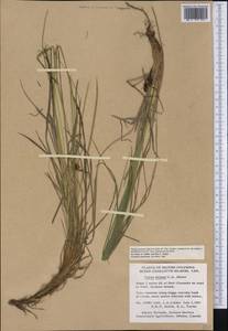 Carex stylosa C.A.Mey., America (AMER) (Canada)
