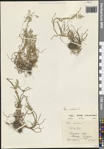 Poa annua L., Caucasus, North Ossetia, Ingushetia & Chechnya (K1c) (Russia)
