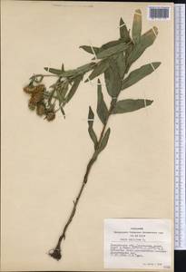 Pentanema salicinum subsp. salicinum, Siberia, Altai & Sayany Mountains (S2) (Russia)