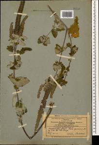 Teucrium hircanicum L., Caucasus, Azerbaijan (K6) (Azerbaijan)