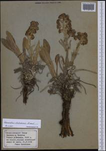 Solenanthus circinnatus Ledeb., Middle Asia, Pamir & Pamiro-Alai (M2) (Tajikistan)
