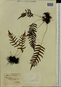 Polypodium vulgare L., Eastern Europe, South Ukrainian region (E12) (Ukraine)