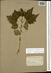 Chenopodiastrum hybridum (L.) S. Fuentes, Uotila & Borsch, Caucasus, Stavropol Krai, Karachay-Cherkessia & Kabardino-Balkaria (K1b) (Russia)