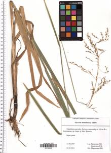 Glyceria arundinacea Kunth, Eastern Europe, Eastern region (E10) (Russia)