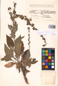MHA 0 159 030, Verbascum lychnitis L., Eastern Europe, Rostov Oblast (E12a) (Russia)