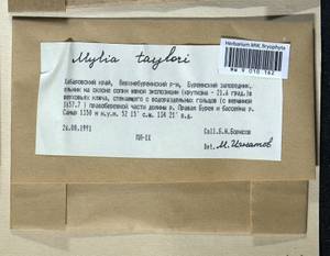 Mylia taylorii (Hook.) Gray, Bryophytes, Bryophytes - Russian Far East (excl. Chukotka & Kamchatka) (B20) (Russia)