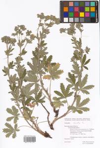 Potentilla recta L., Eastern Europe, Central forest-and-steppe region (E6) (Russia)