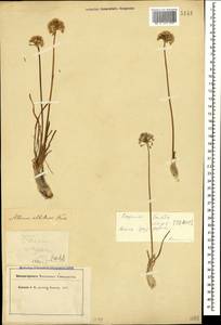 Allium denudatum Redouté, Caucasus, North Ossetia, Ingushetia & Chechnya (K1c) (Russia)