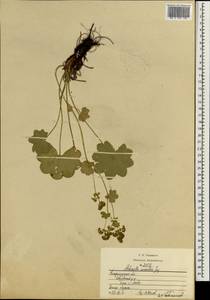 Alchemilla sarmatica Juz., Eastern Europe, Central region (E4) (Russia)