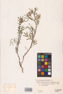 Astragalus arenarius L., Eastern Europe, Belarus (E3a) (Belarus)