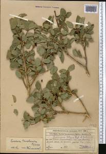 Lonicera tianshanica Pojark., Middle Asia, Western Tian Shan & Karatau (M3) (Kazakhstan)